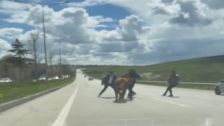 Erzurumda bir kurban klasiği: Kaçan kurbanlıklar trafiği birbirine kattı