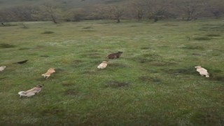 Eskişehirde sürüye saldıran ayıya kangal köpekleri engel oldu