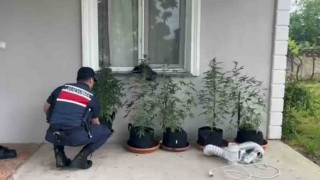 Evini kenevir bahçesine çeviren şahıs yakalandı
