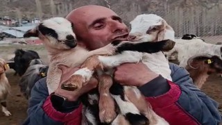 Fenomen çobanın oğlak sevgisi yürekleri ısıttı