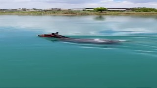 Fırat Nehrinde yüzen atı görenler gözlerine inanamadı