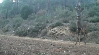 Ganos Dağlarında karacalar fotokapana yakalandı