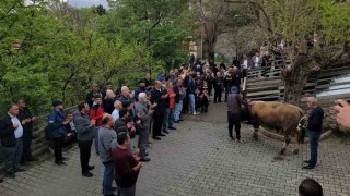 Geçmişten günümüze: Kemaliyede şükür kurbanı