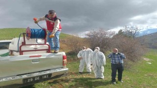 Gümüşhanede çekirge istilasına uğrayan köyde ilaçlama çalışması başlatıldı