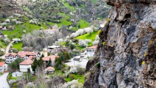 Gümüşhanede taştan fışkıran draba çiçekleri ilgi çekiyor