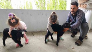 Hasköyde gök gürültüsünden korkan yavru keçiler balkona sığındı