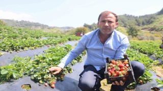 Hatayda çilek hasadı başladı