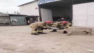 Hava filtresine sıkışan köpek kurtarıldı