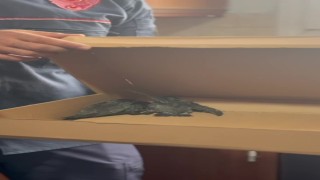 Havalandırma borusunda mahsur kalan 3 yavru kuş kurtarıldı