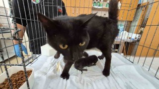 Havalandırma boşluğuna düşen kedi ve yavruları kurtarıldı