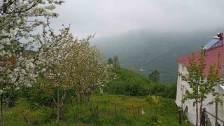 Hendekin yüksek kesimlerinde bahar ve sis bir arada
