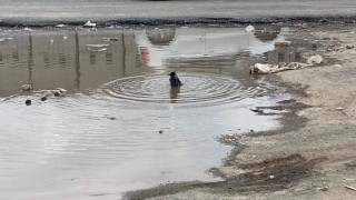 Iğdırda karganın banyo keyfi