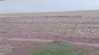 Iğdırda sağanak ve dolu sonrası sel: Hayvanlar son anda kurtarıldı