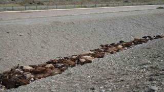 Iğdırdaki arı saldırısının ardından bölgede hasar tespiti sürüyor