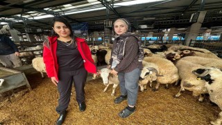 İki genç kuzen celep, Bursadaki kurban pazarında rekabeti artırdı