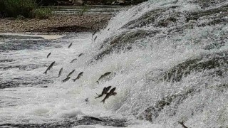 İnci kefalleri, Van Gölüne dökülen akarsulara girmesi için gereken ekolojik şartları tamam