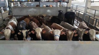 İnegöl Belediyesi Modern Hayvan Pazarı, yüzde 100e ulaştı