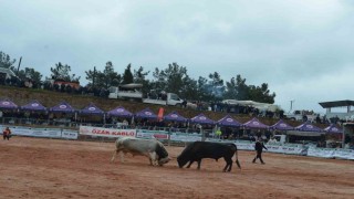 İzmirde 3. Boğa Güreşleri Festivali heyecanı yaşandı
