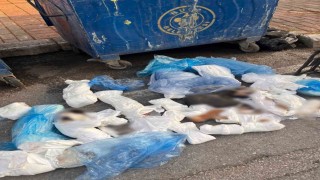 İzmirde 33 ölü kedi olayında gözaltına alınan veteriner, tutuklama talebiyle mahkemeye sevk edildi