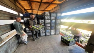 İznikte mevsimin ilk kabak hasadı