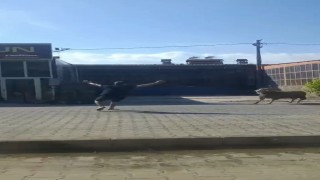 Kaçan kurbanlık koçu esnaf yakaladı