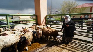 Kadın üreticilere 3 bin küçükbaş hayvan desteği
