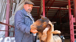 Kahramanmaraş’ta Kurbanlık Fiyatlarında İndirim