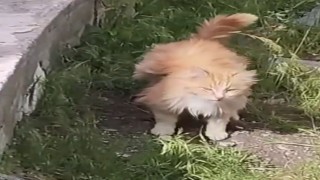 Kanadı andıran tüyleriyle dikkat çeken kedi kamerada