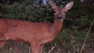 Karaca tarlada otlandı, kurt ise kar altında yiyecek aradı