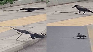 Karganın yılan avı kameraya yansıdı