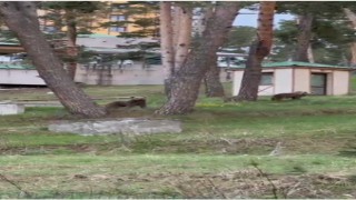 Karsta ayılarla iç içe hayat: Caddelerde ayılar cirit atıyor