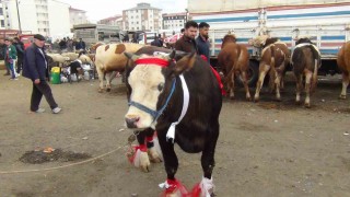 Karsta kurban pazarı hareketlendi: 700 kiloluk süslenmiş düve ilgi odağı oldu
