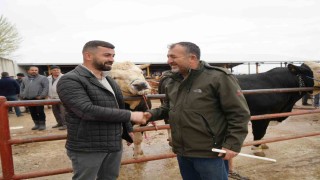 Kastamonuda Kurban Bayramı hareketliliği: 850 kilogramlık tosun 340 bin liraya alıcı buldu