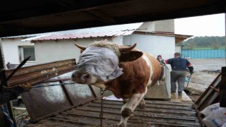 Kastamonudan İstanbula kurbanlık hayvan sevkiyatları başladı