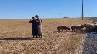 Kaybolan küçükbaş hayvanları jandarma buldu