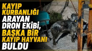 Kayıp Kurbanlığı Arayan Dron Ekibi, Başka Bir Kayıp Hayvanı Buldu
