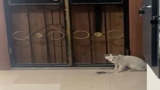 Kedinin yılanla oyunu kamerada
