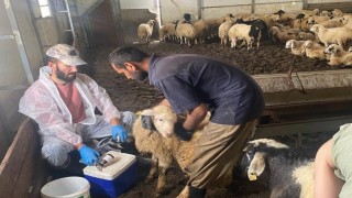 Kemahta küçükbaş hayvanlar için sağlık taraması yapıldı