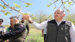 Kestane zararlısına karşı 2 bin 700 parazitoit böcek doğaya salındı