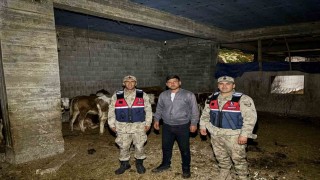 Kiliste kaybolan 13 büyükbaş hayvan jandarma tarafından bulundu