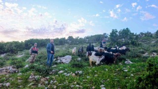 Kiliste kaybolan 90 küçükbaş hayvan bulundu