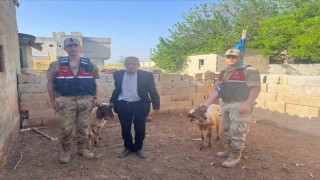 Kiliste kaybolan koyunlar jandarma ekiplerince bulundu