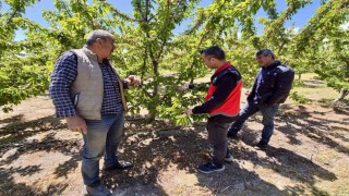 Kiraz üretim alanlarında kontroller sürüyor