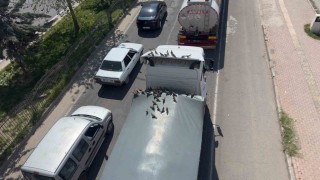 Kırmızı ışıkla birlikte kumruların ziyafeti başlıyor