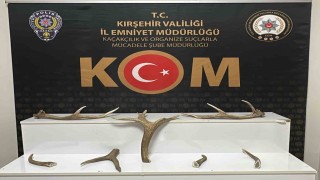 Kırşehirde iş yerinde kızıl geyik boynuzu ele geçirildi