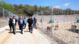 Kocaelide 650 köpek kapasiteli yeni barınak hizmete alındı