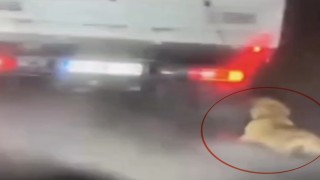 Köpeği kamyonetin arkasında sürükleyen şahıs gözaltına alındı