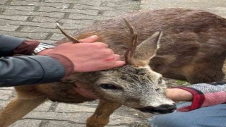Köpeklerin saldırdığı karacayı duyarlı vatandaş kurtardı