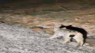 Koruma altında bulunan ‘vaşak Tuncelide görüntülendi
