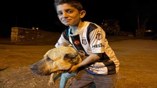 Köyde iki ayının saldırısına uğrayan Sencarın imdadına çoban köpeği Kral yetişti